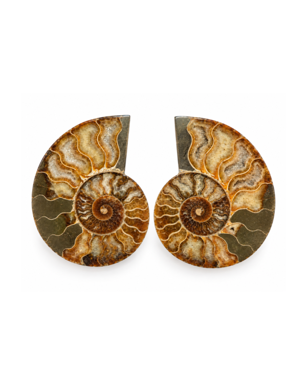 Ammonite Rough Stone