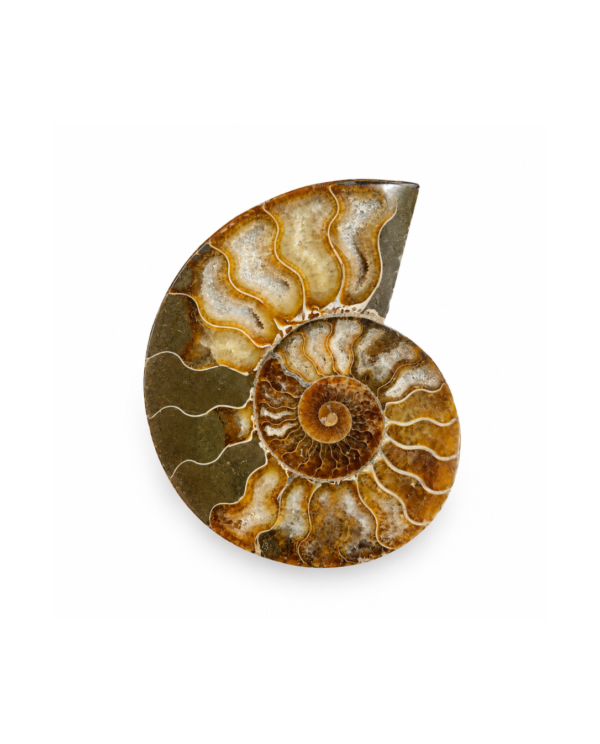 Ammonite Rough Stone