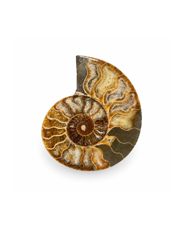 Ammonite Rough Stone